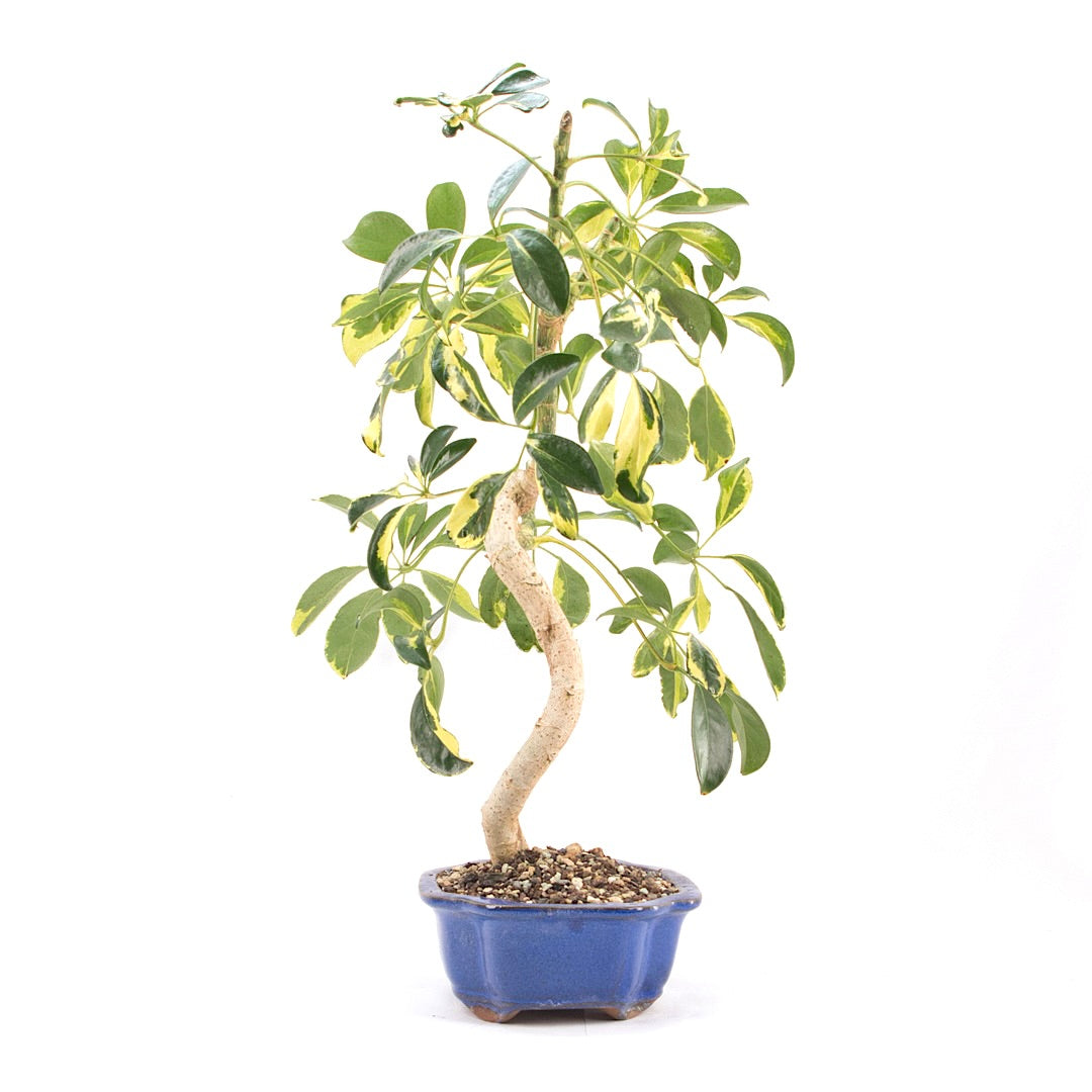 Gelbbunte Strahlenaralie 'Schefflera arboricola'