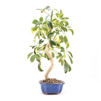 Gelbbunte Strahlenaralie 'Schefflera arboricola'