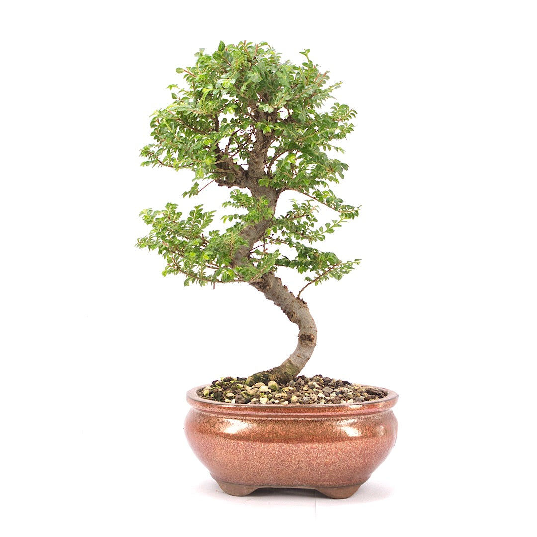 Japanische Ulme 'Ulmus japonica'