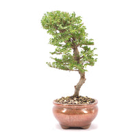 Japanische Ulme 'Ulmus japonica'