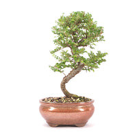 Japanische Ulme 'Ulmus japonica'