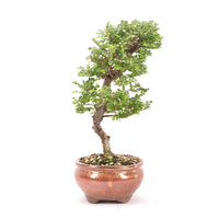 Japanische Ulme 'Ulmus japonica'