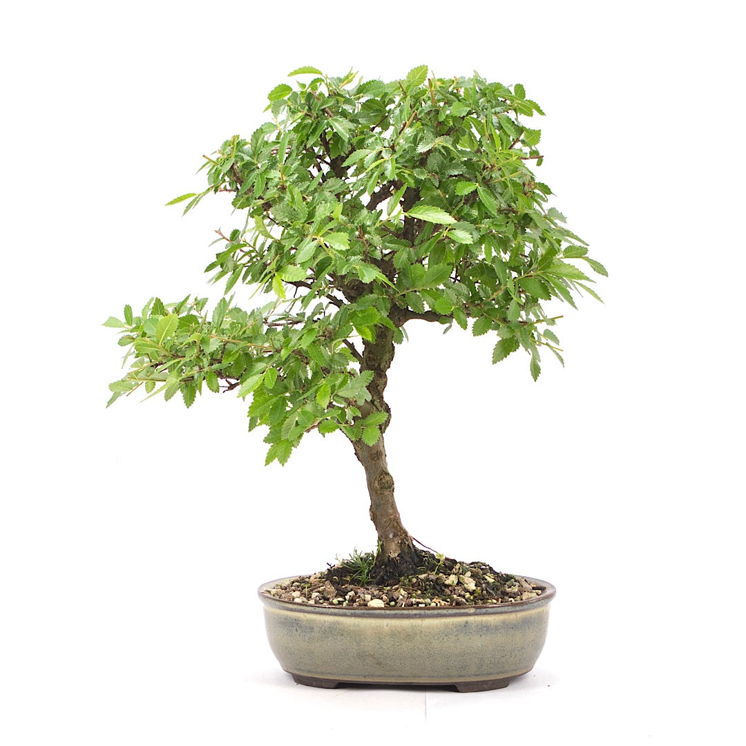 Japanische Ulme 'Ulmus japonica'