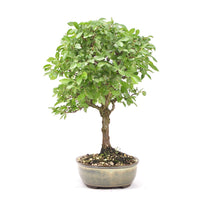 Japanische Ulme 'Ulmus japonica'