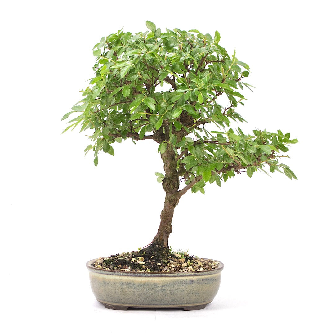Japanische Ulme 'Ulmus japonica'