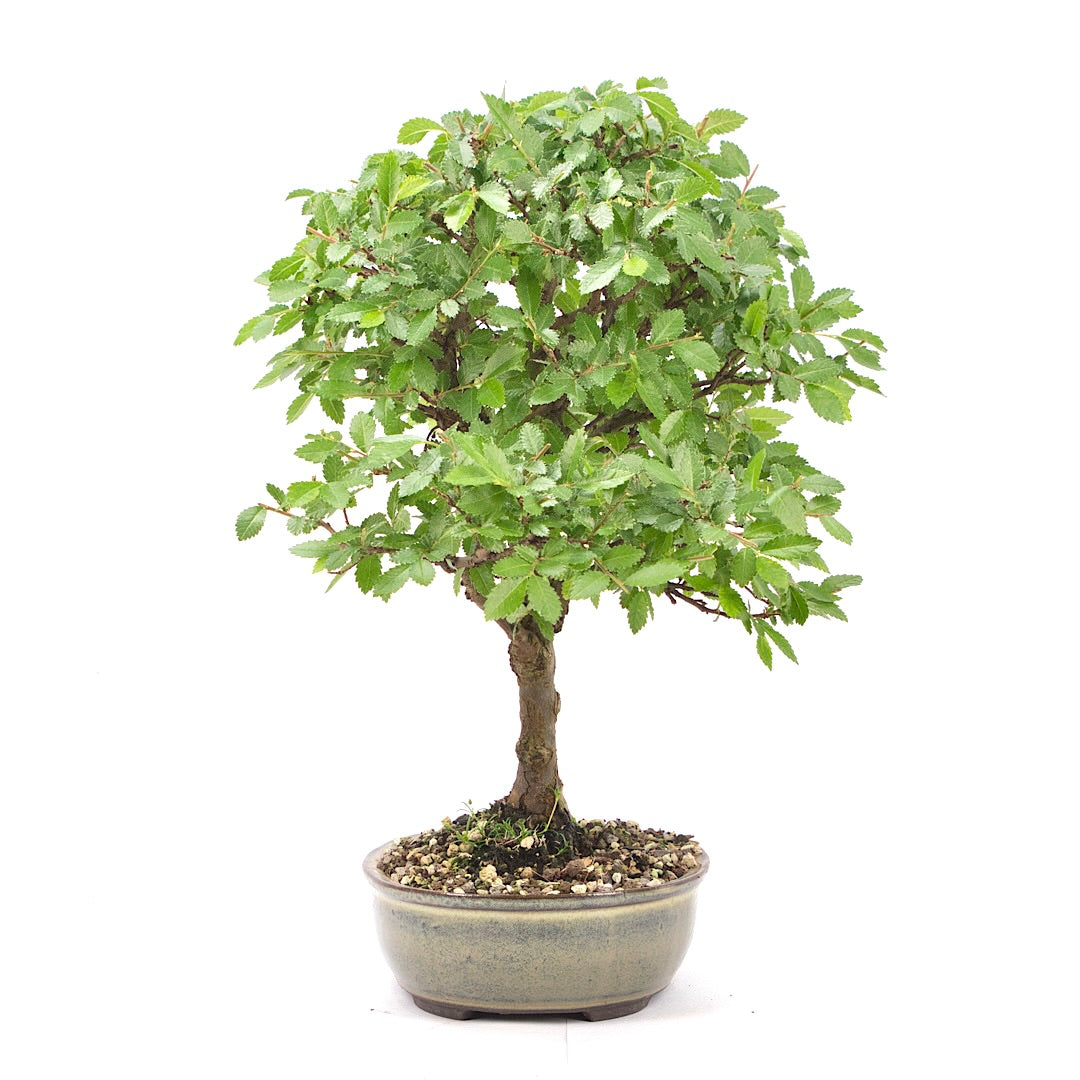 Japanische Ulme 'Ulmus japonica'
