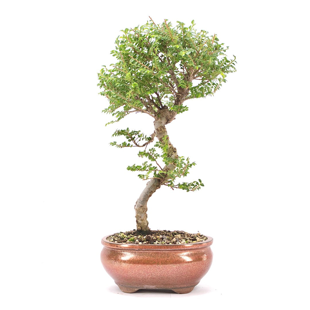 Japanische Ulme 'Ulmus japonica'