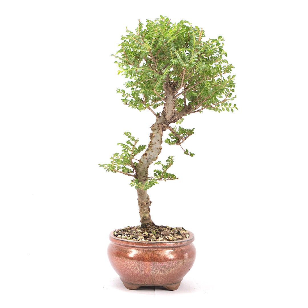 Japanische Ulme 'Ulmus japonica'