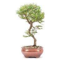 Japanische Ulme 'Ulmus japonica'