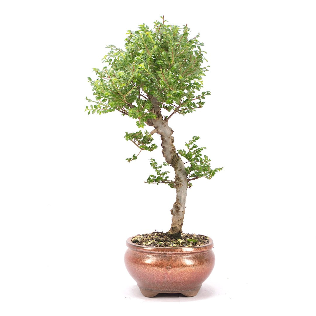 Japanische Ulme 'Ulmus japonica'