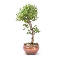 Japanische Ulme 'Ulmus japonica'