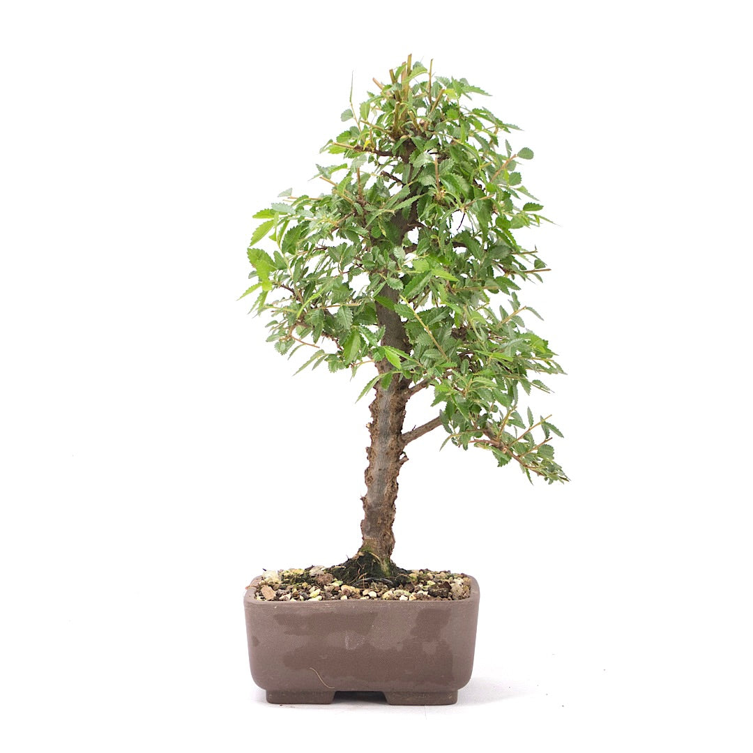 Japanische Ulme 'Ulmus japonica'