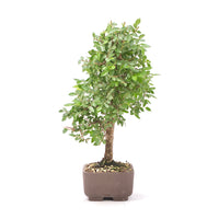 Japanische Ulme 'Ulmus japonica'