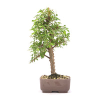 Japanische Ulme 'Ulmus japonica'
