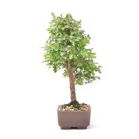 Japanische Ulme 'Ulmus japonica'