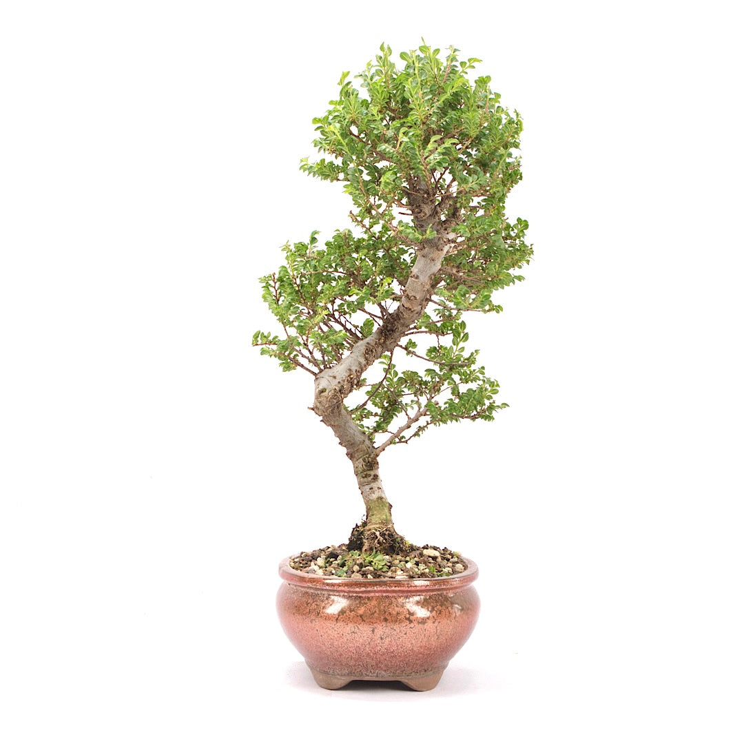 Japanische Ulme 'Ulmus japonica'