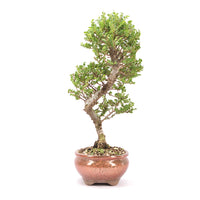 Japanische Ulme 'Ulmus japonica'