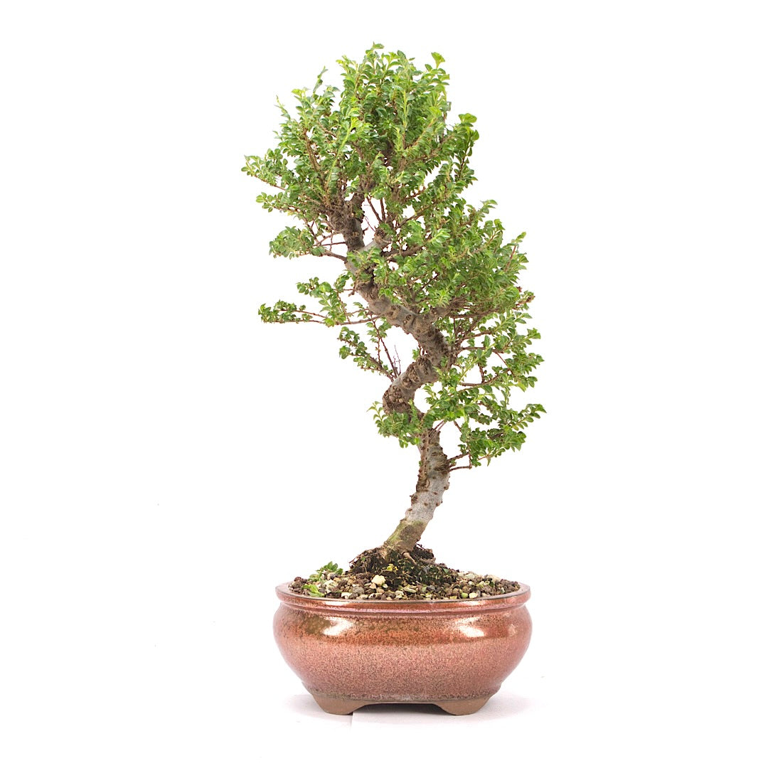 Japanische Ulme 'Ulmus japonica'