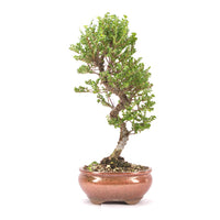 Japanische Ulme 'Ulmus japonica'
