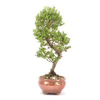 Japanische Ulme 'Ulmus japonica'