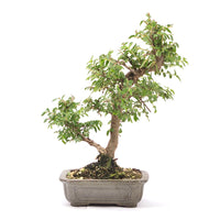 Japanische Ulme 'Ulmus japonica'
