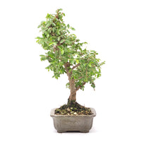 Japanische Ulme 'Ulmus japonica'