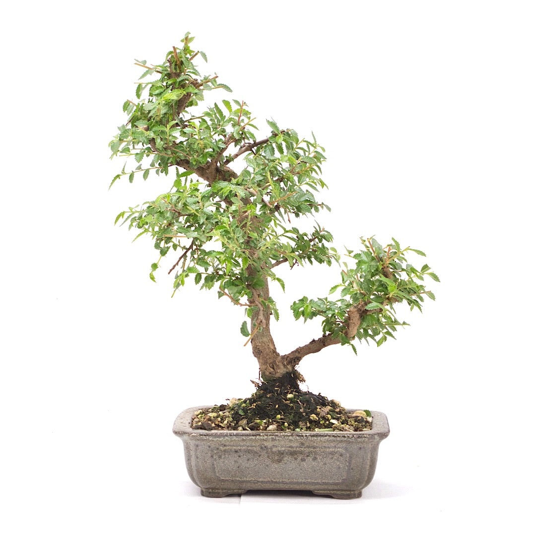 Japanische Ulme 'Ulmus japonica'