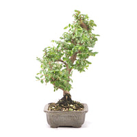Japanische Ulme 'Ulmus japonica'