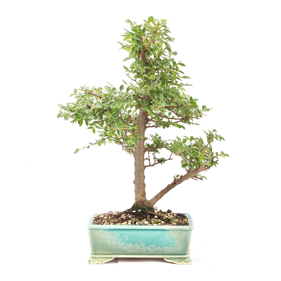 Japanische Ulme 'Ulmus japonica'