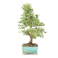 Japanische Ulme 'Ulmus japonica'