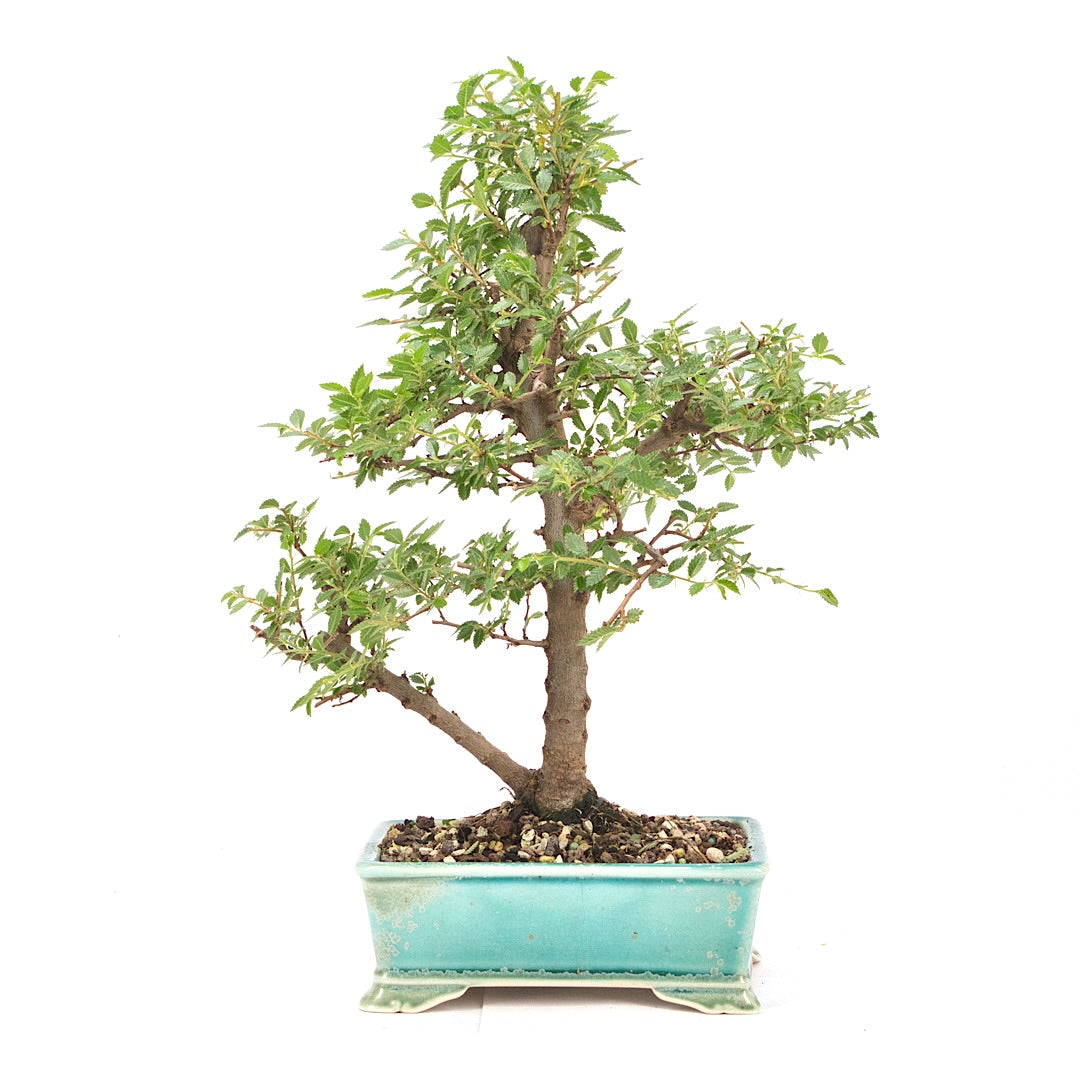 Japanische Ulme 'Ulmus japonica'