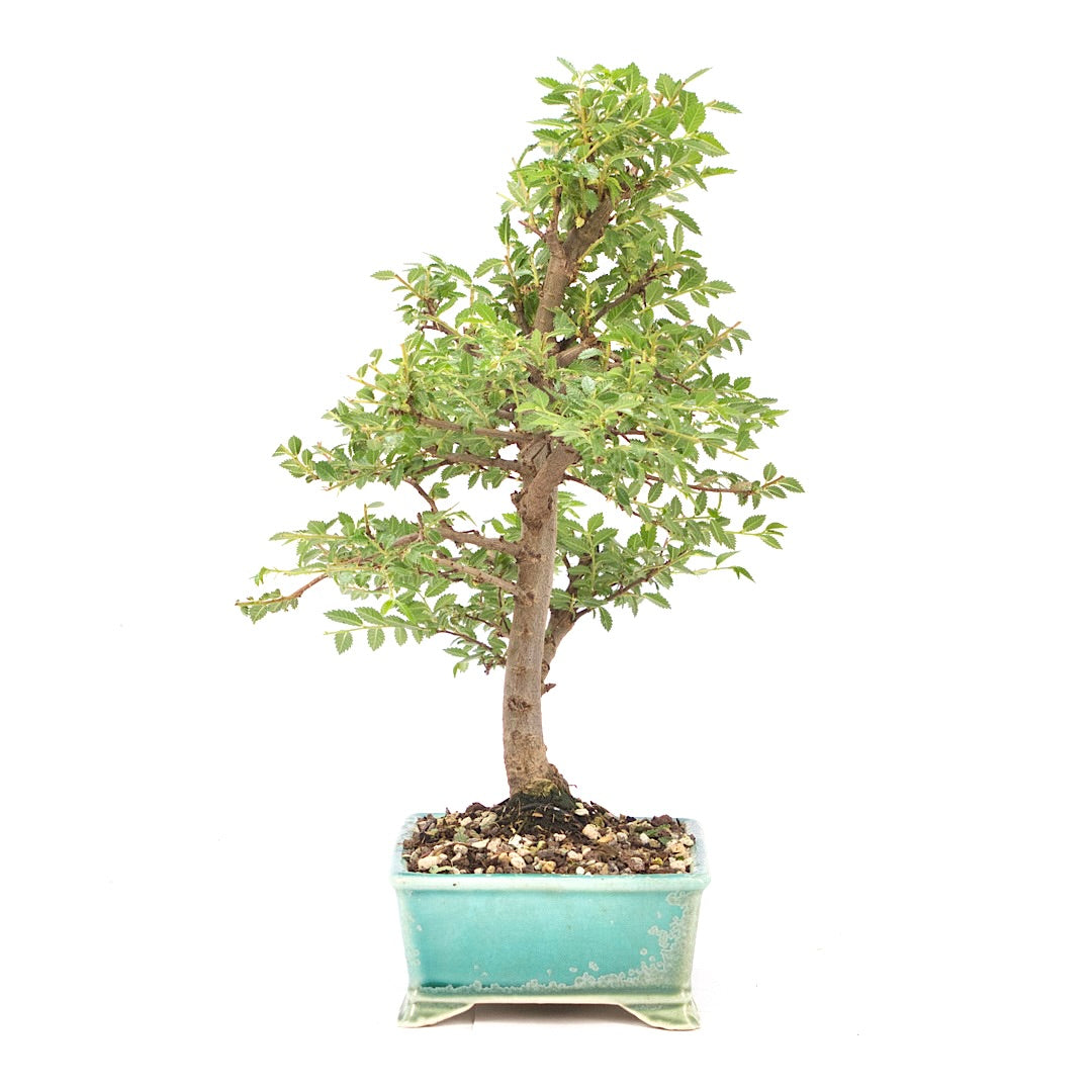 Japanische Ulme 'Ulmus japonica'
