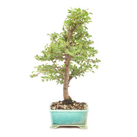 Japanische Ulme 'Ulmus japonica'