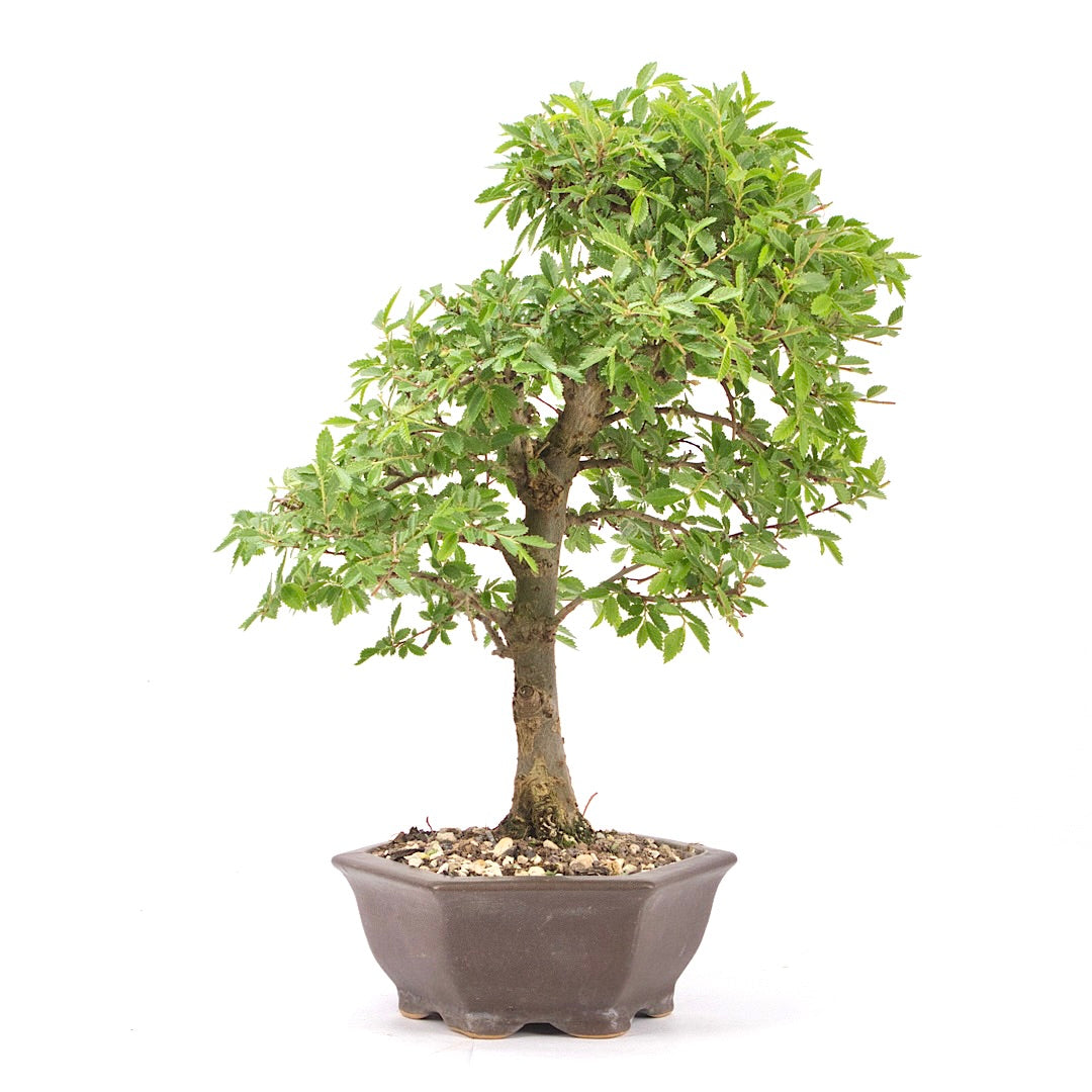 Japanische Ulme 'Ulmus japonica'