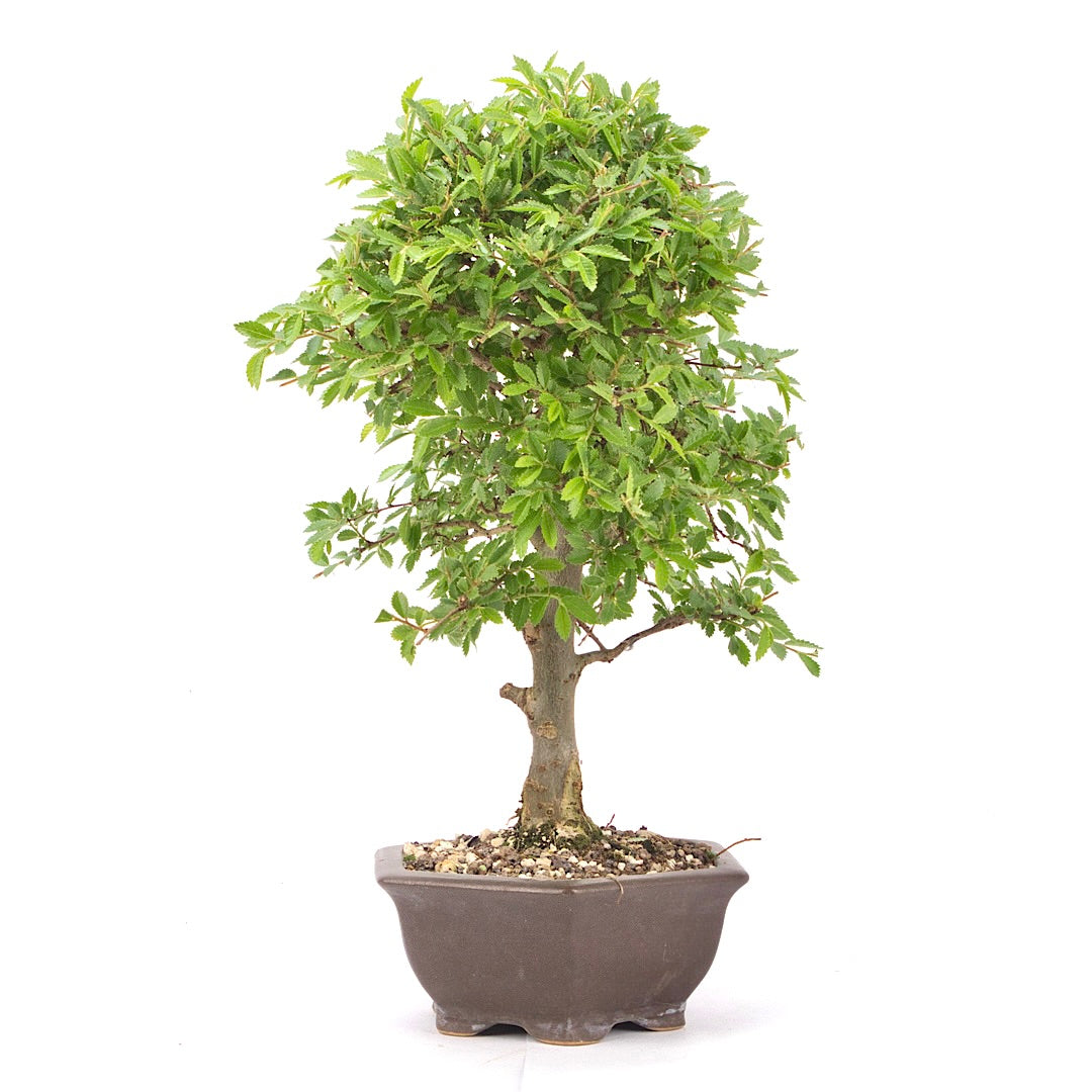 Japanische Ulme 'Ulmus japonica'