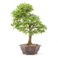 Japanische Ulme 'Ulmus japonica'