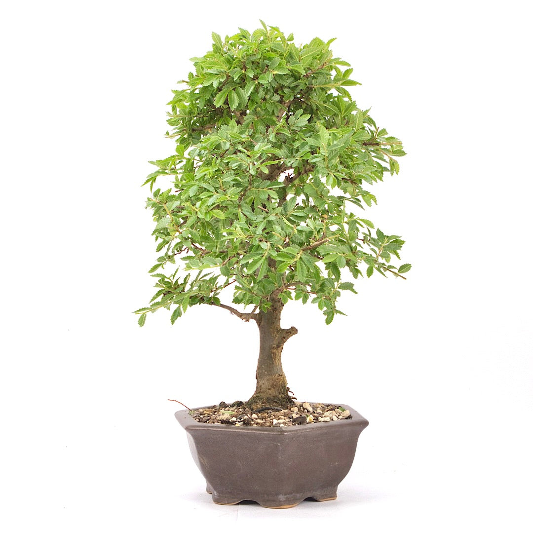 Japanische Ulme 'Ulmus japonica'