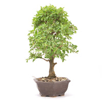 Japanische Ulme 'Ulmus japonica'
