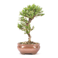 Japanische Ulme 'Ulmus japonica'