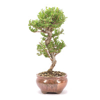 Japanische Ulme 'Ulmus japonica'