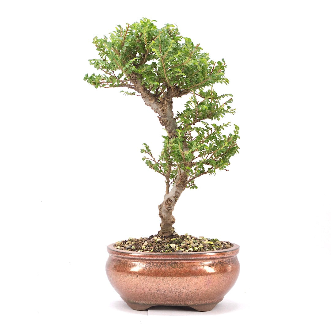 Japanische Ulme 'Ulmus japonica'