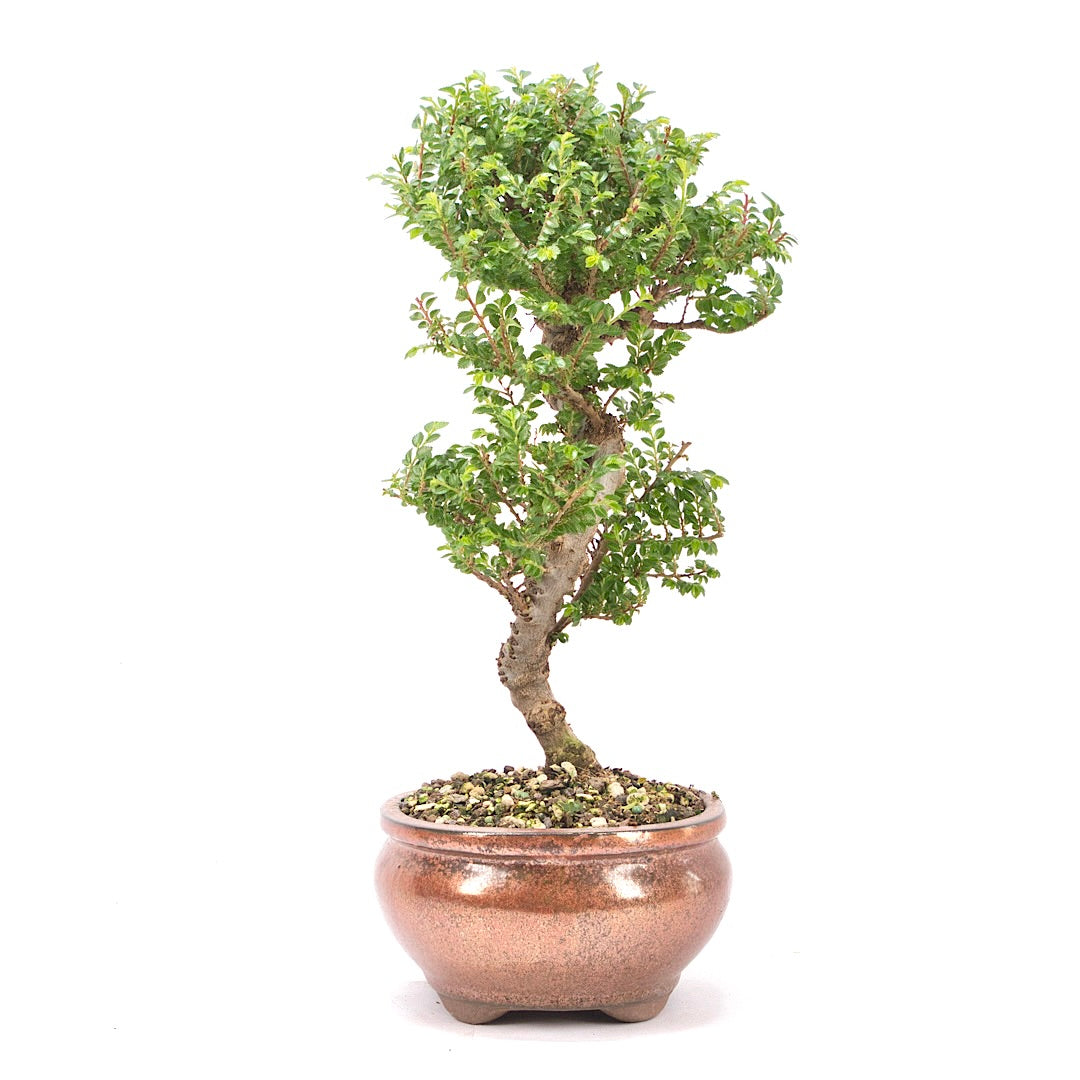 Japanische Ulme 'Ulmus japonica'