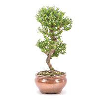 Japanische Ulme 'Ulmus japonica'