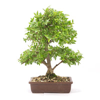 Japanische Ulme 'Ulmus japonica'