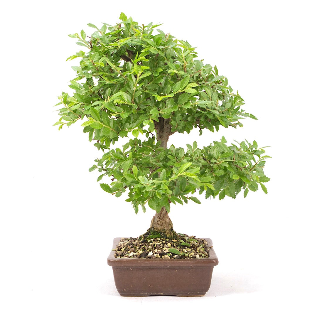 Japanische Ulme 'Ulmus japonica'