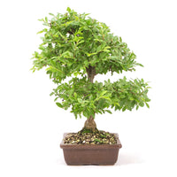 Japanische Ulme 'Ulmus japonica'