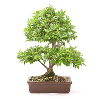 Japanische Ulme 'Ulmus japonica'