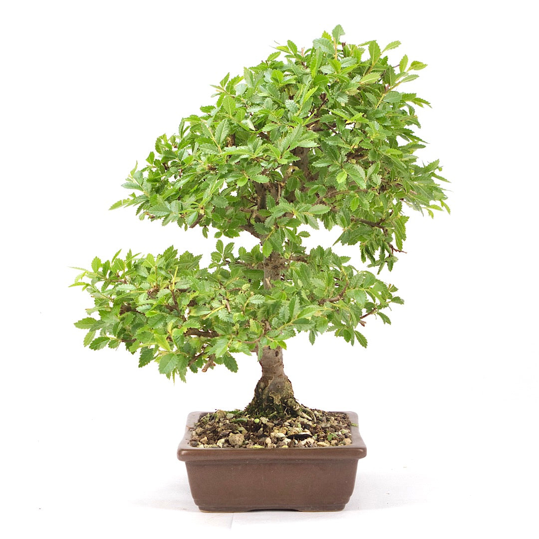 Japanische Ulme 'Ulmus japonica'