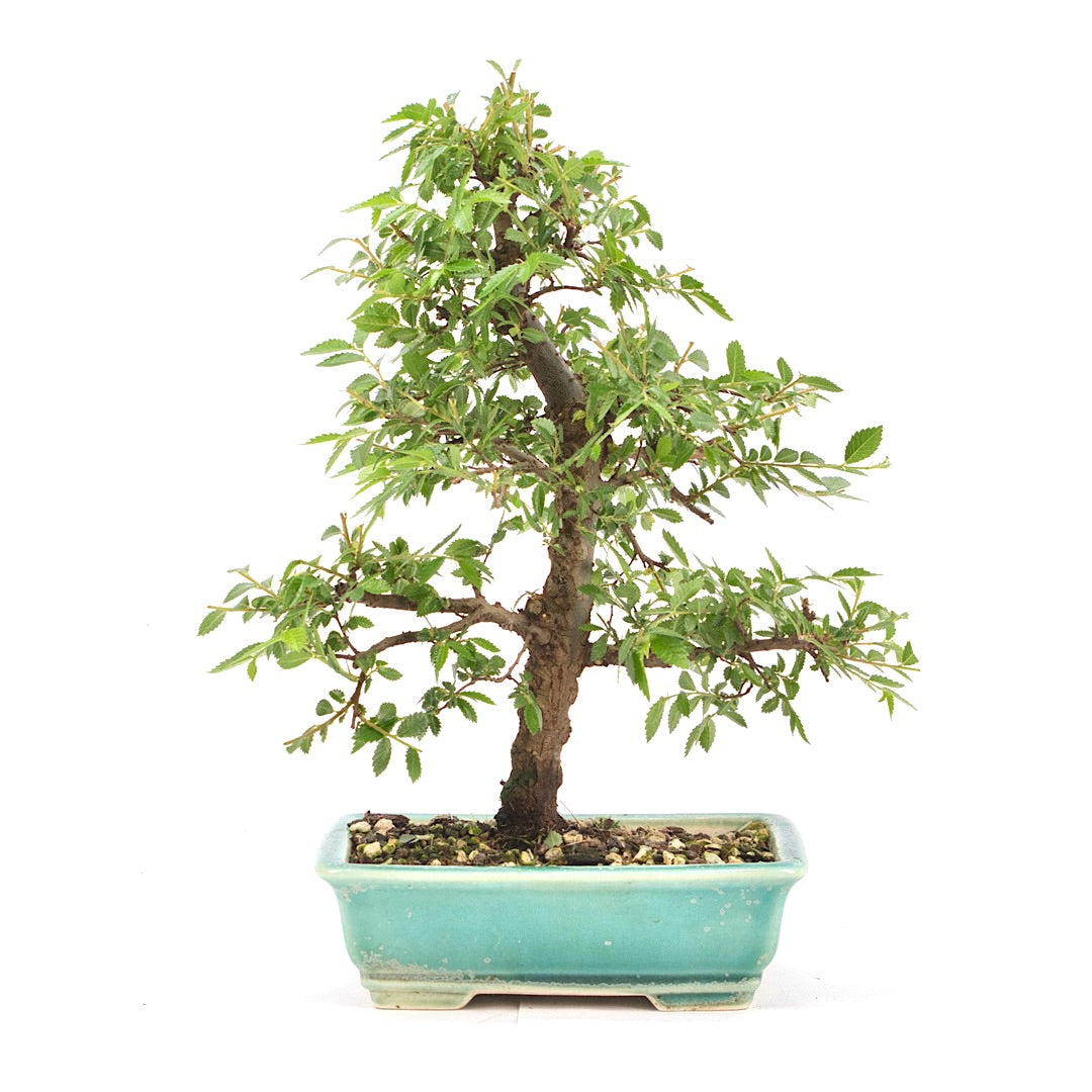 Japanische Ulme 'Ulmus japonica'