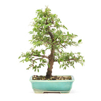 Japanische Ulme 'Ulmus japonica'